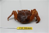 藏品(白紋方蟹)的圖片